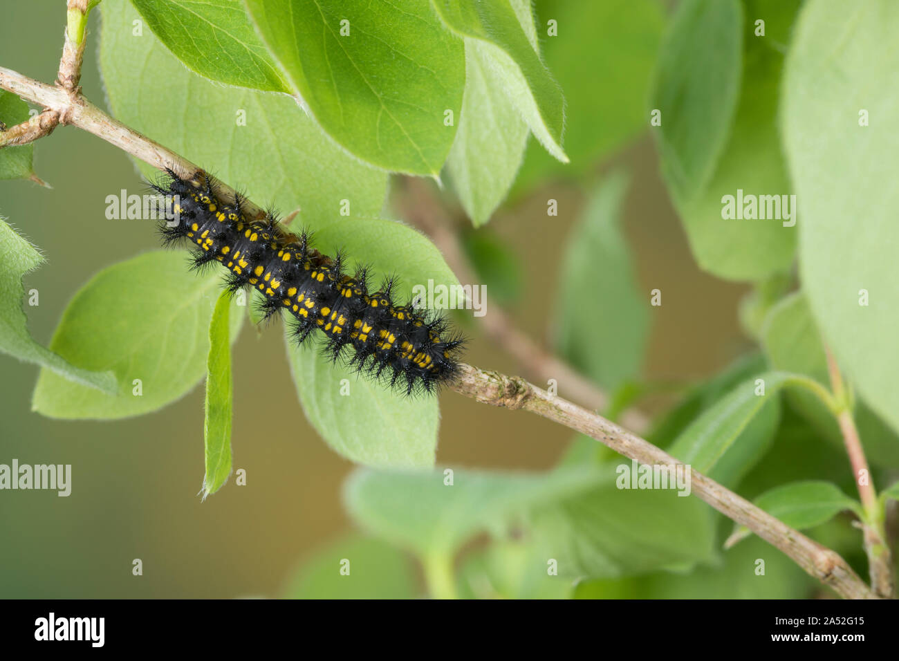 Maivogel, Kleiner Maivogel, Eschen-Scheckenfalter, Eschenscheckenfalter, Raupe frisst un Heckenkirsche, Euphydryas maturna, Hypodryas maturna, Euphydr Foto Stock