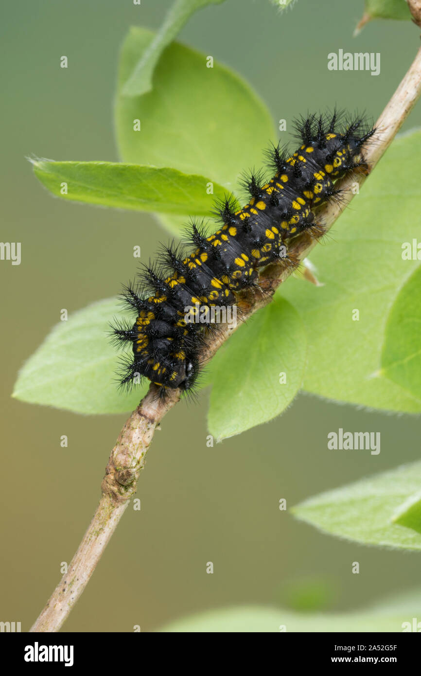 Maivogel, Kleiner Maivogel, Eschen-Scheckenfalter, Eschenscheckenfalter, Raupe frisst un Heckenkirsche, Euphydryas maturna, Hypodryas maturna, Euphydr Foto Stock