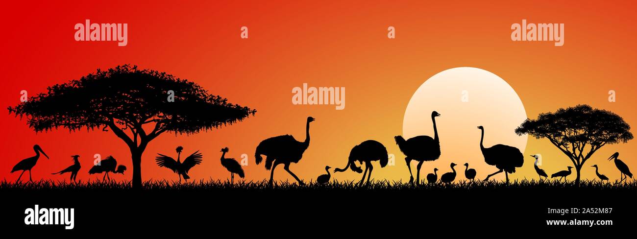 Uccelli selvatici della savana africana contro il cielo e il sole. Sagome di uccelli diversi. La fauna selvatica di Africa. Tramonto nella savana. Illustrazione Vettoriale