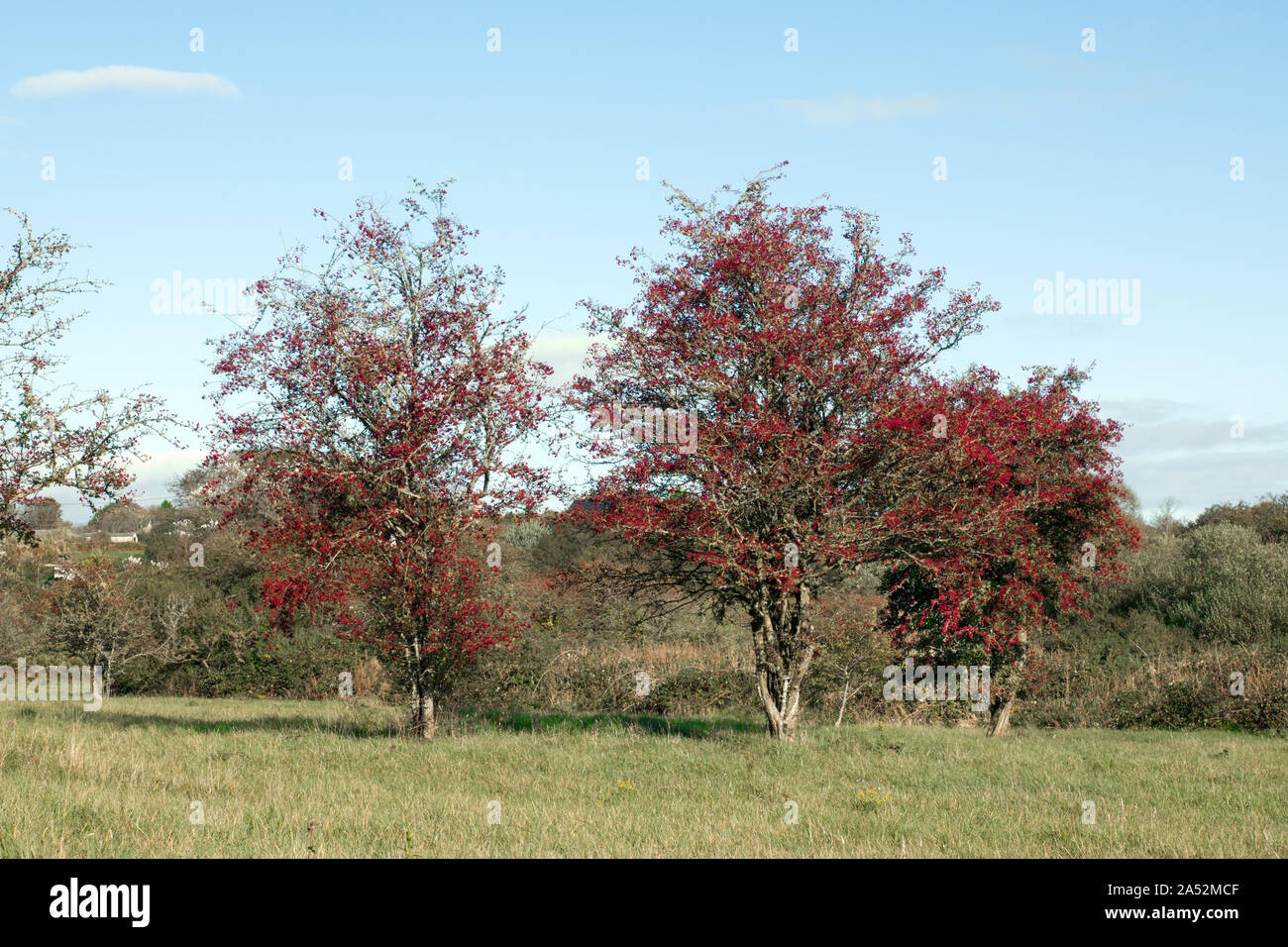 Biancospino (Crataegus monogyna) con impressionante di bacche rosse. Questi alberi sono sul bordo di Newborough Warren su Anglesey, Galles del Nord. Foto Stock