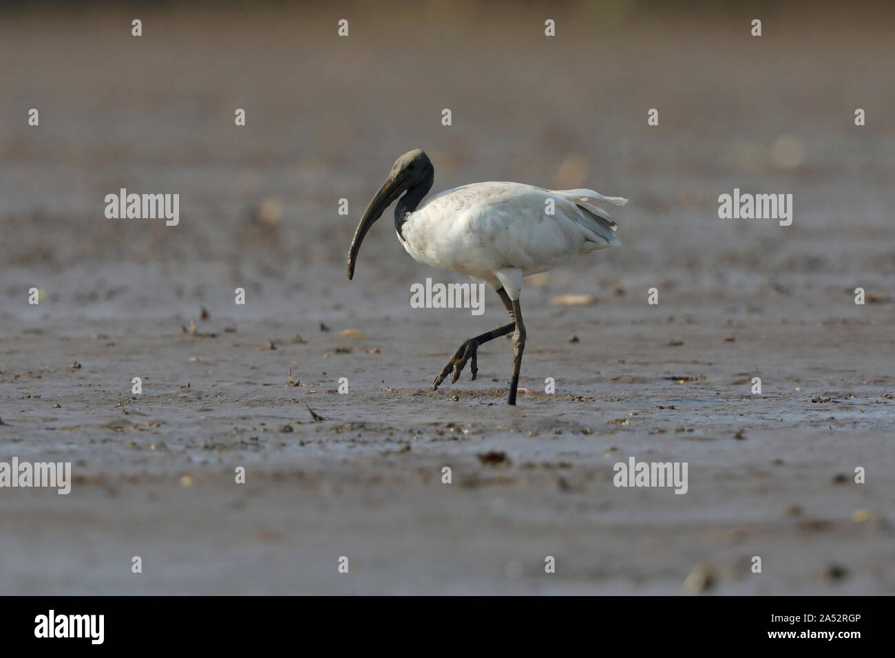 Il nero con testa di ibis, noto anche come il bianco orientali ibis, Indiano ibis in bianco e nero a collo, ibis è una specie di trampolieri della famiglia ibis. Foto Stock