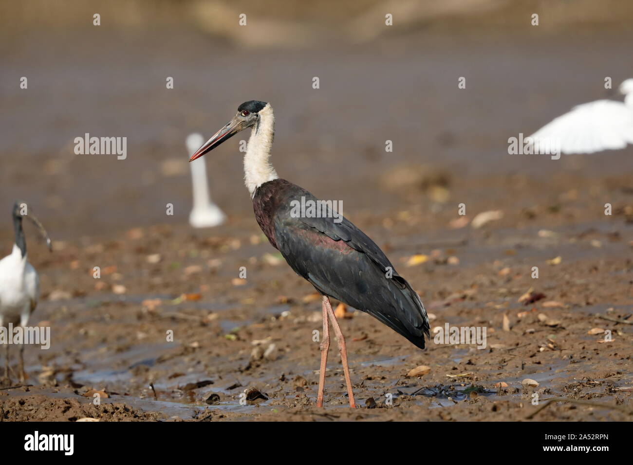 Il lanuginoso colli o Cicogna Cicogna whitenecked è un grande trampolieri in la cicogna famiglia Ciconiidae. Foto Stock