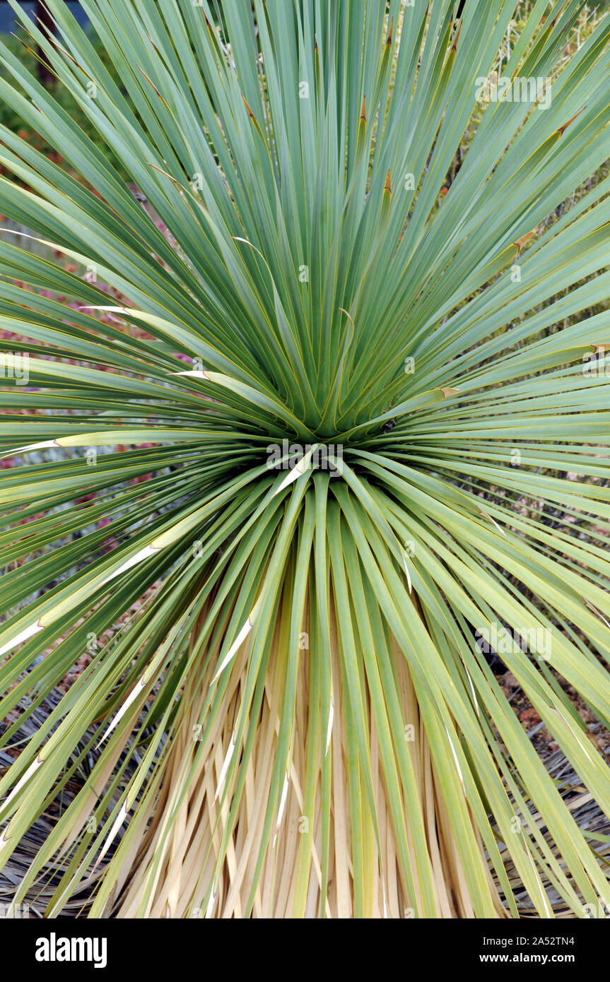 Esempi di becco piante di Yucca (Yucca rostrata) al Santa Fe Botanic Gardens. La pianta è nativa per la parte meridionale del Texas e del Messico settentrionale. Foto Stock