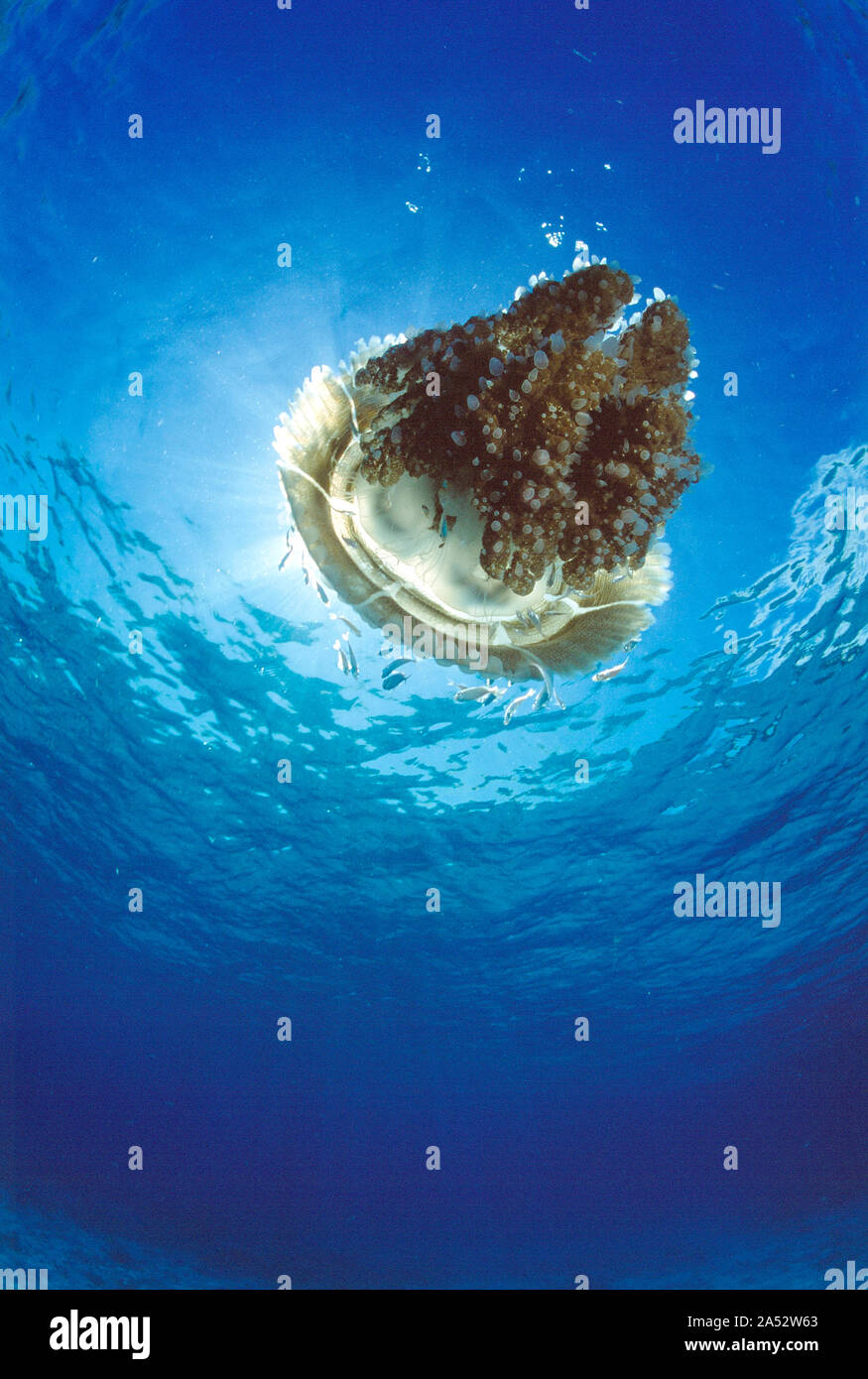 Thailandia. Isole Similan. La fauna selvatica. Bassa dal punto di vista dei grandi meduse mosaico sott'acqua. Foto Stock