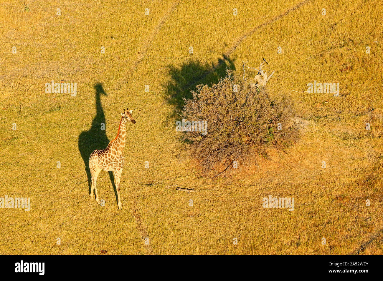 Le giraffe in Moremi Game Reserve, Okavango Delta, Botswana Foto Stock