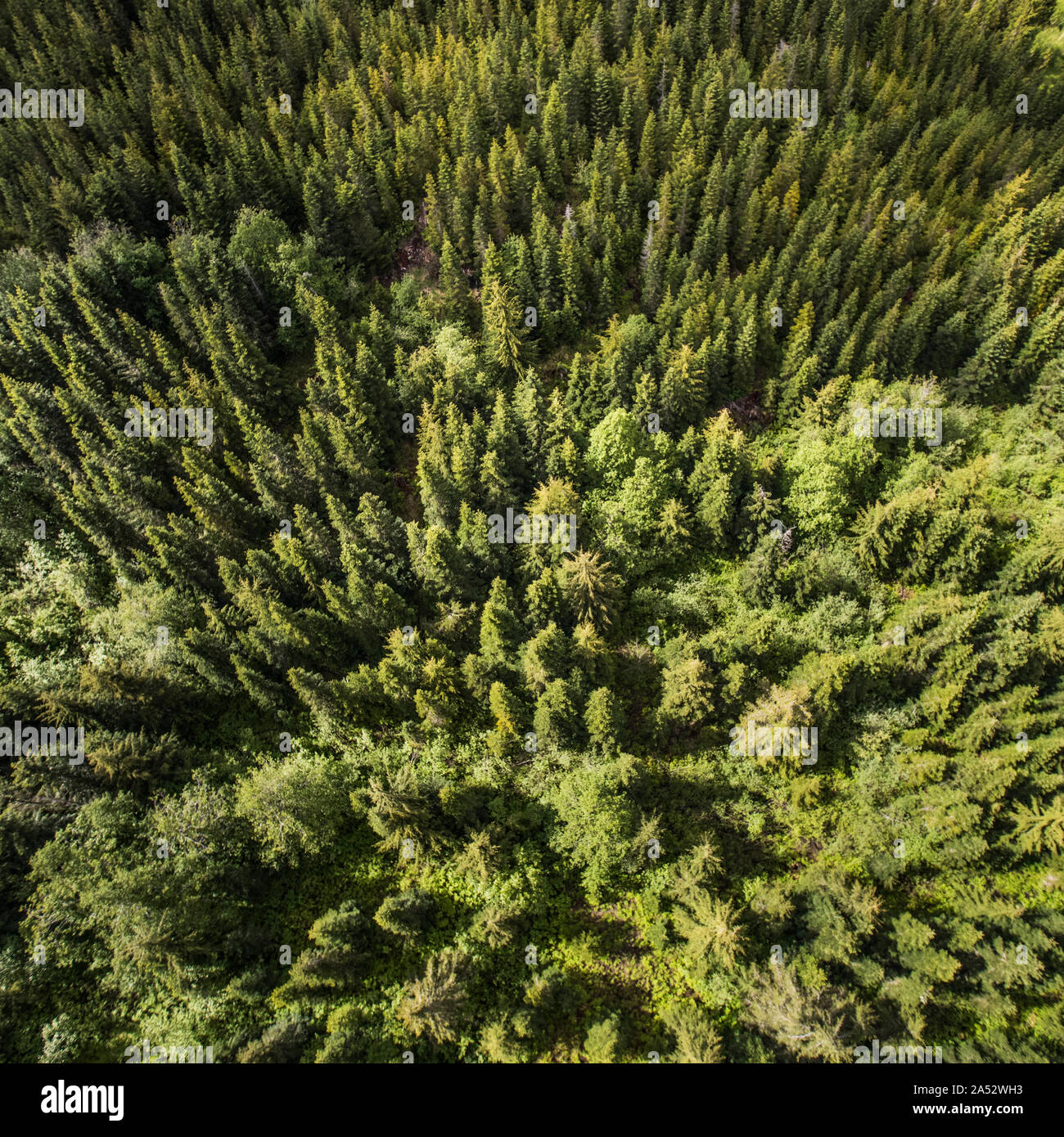 Angolo di alta vista della foresta pluviale temperata Foto Stock