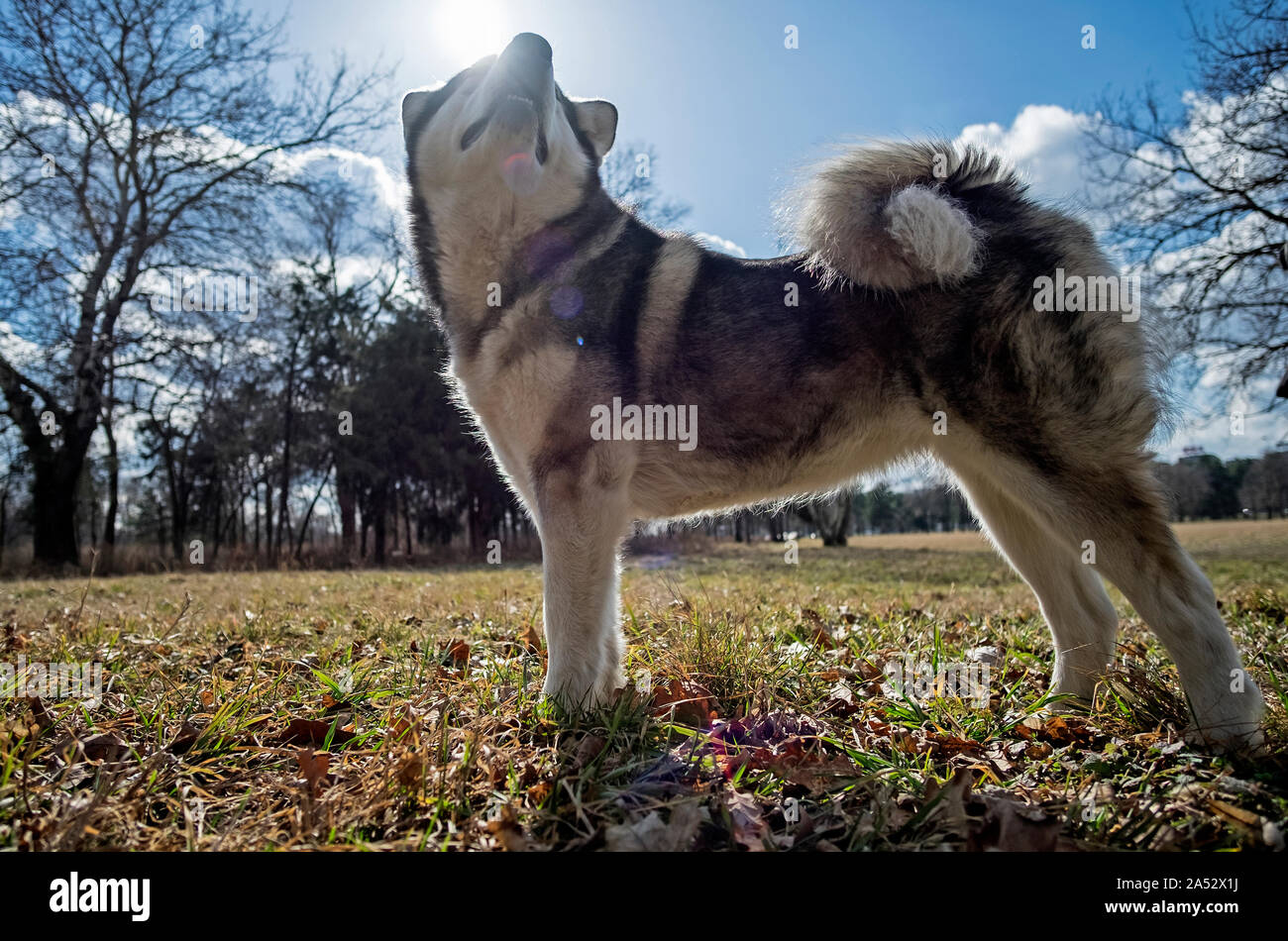 Malamute femmina in luce posteriore Foto Stock