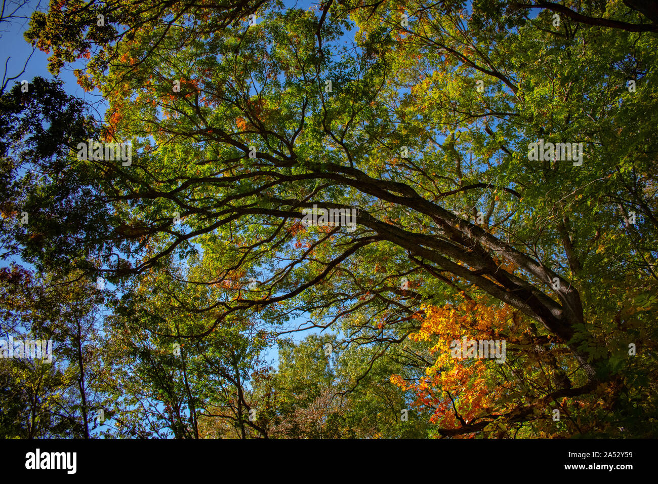 I colori dell'autunno sul lembo di albero Foto Stock
