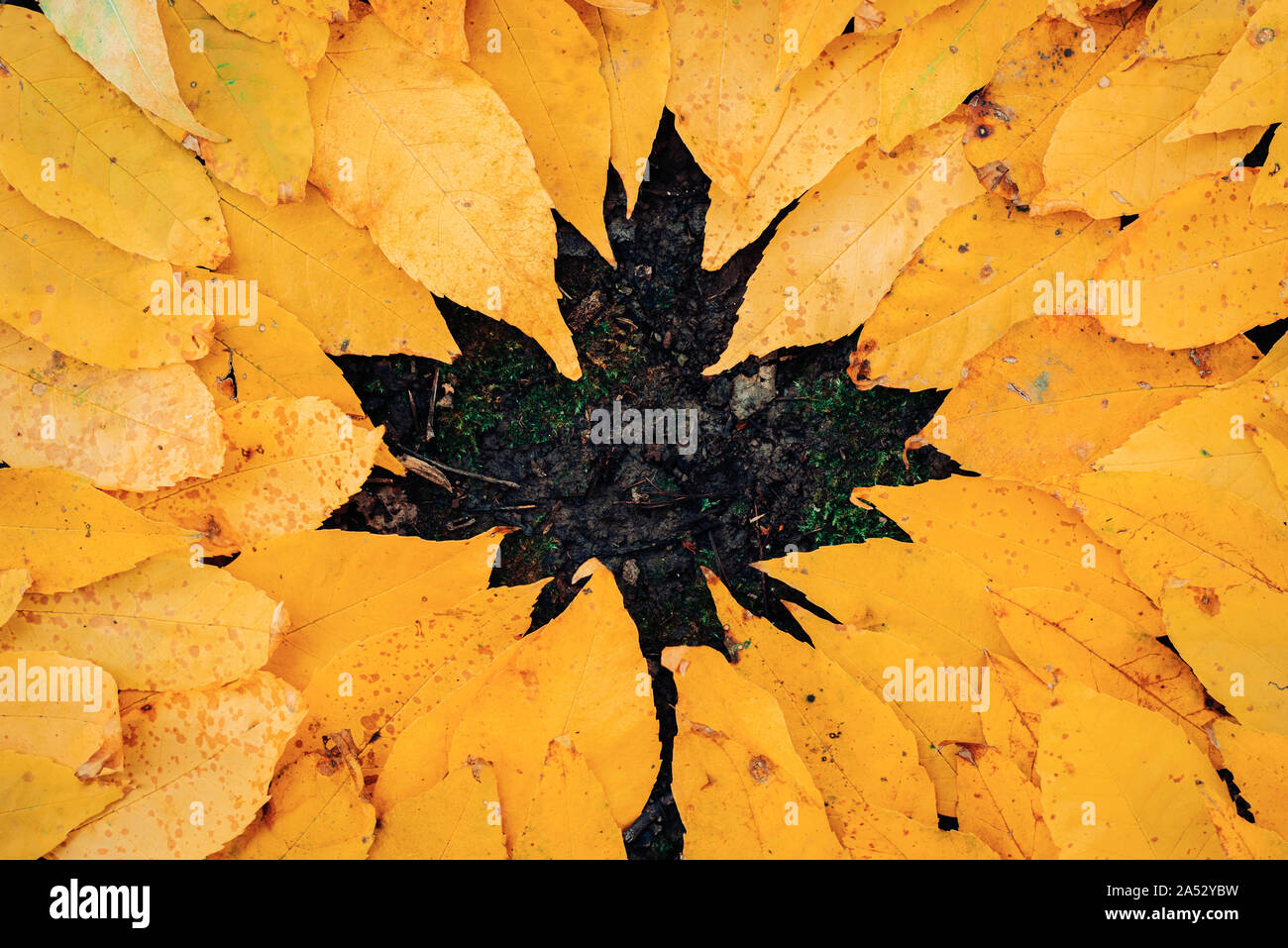 Maple Leaf figura da altre foglie Foto Stock
