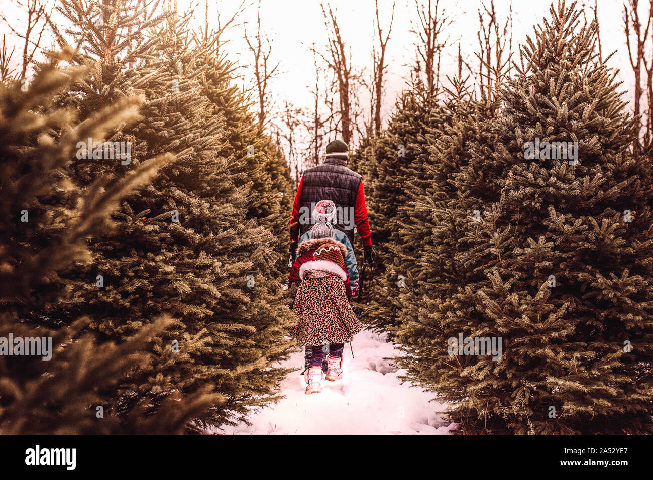 I bambini alla ricerca del perfetto albero di Natale con i loro papà Foto Stock
