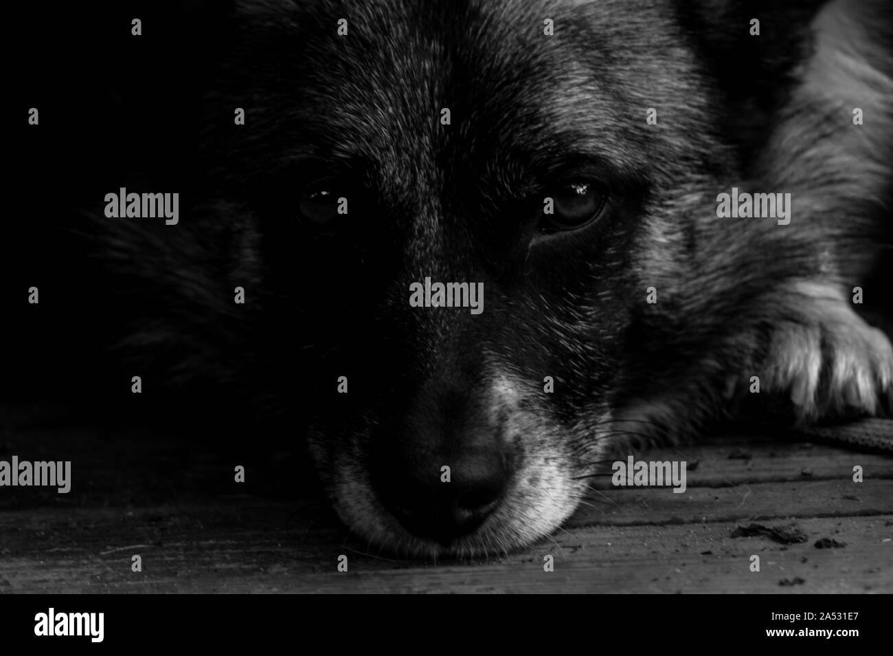 Primo piano di un cane di fronte, naso e occhi giacente su di una superficie di legno avente un ambiente molto tranquillo e bel look Foto Stock