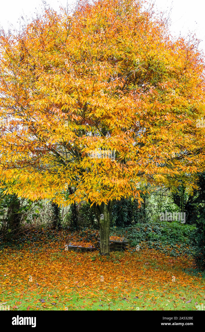 Foglie di autunno su un Fagus sylvatica Asplenifolia o cut-foglia di faggio nel mese di novembre in un giardino inglese Foto Stock