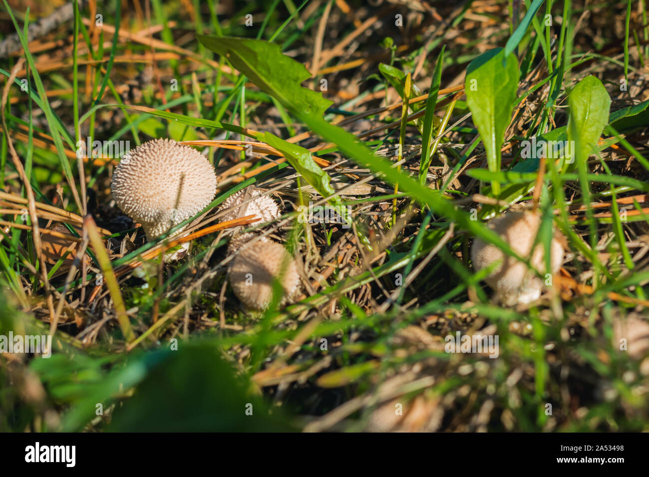 In prossimità di una strana funghi sulla foresta selvaggia sfondo con erba, MOSS e bastoni. Foto Stock