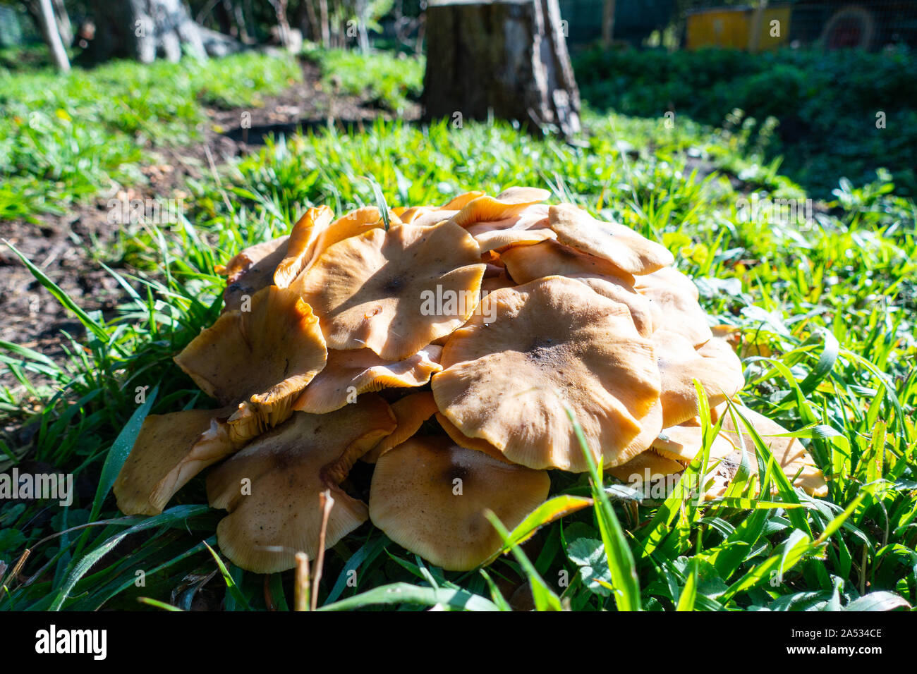 Armillaria mellea, miele fungo è un basidiomicete funghi visto qui su legno marcescente in UK Bosco in autunno Foto Stock