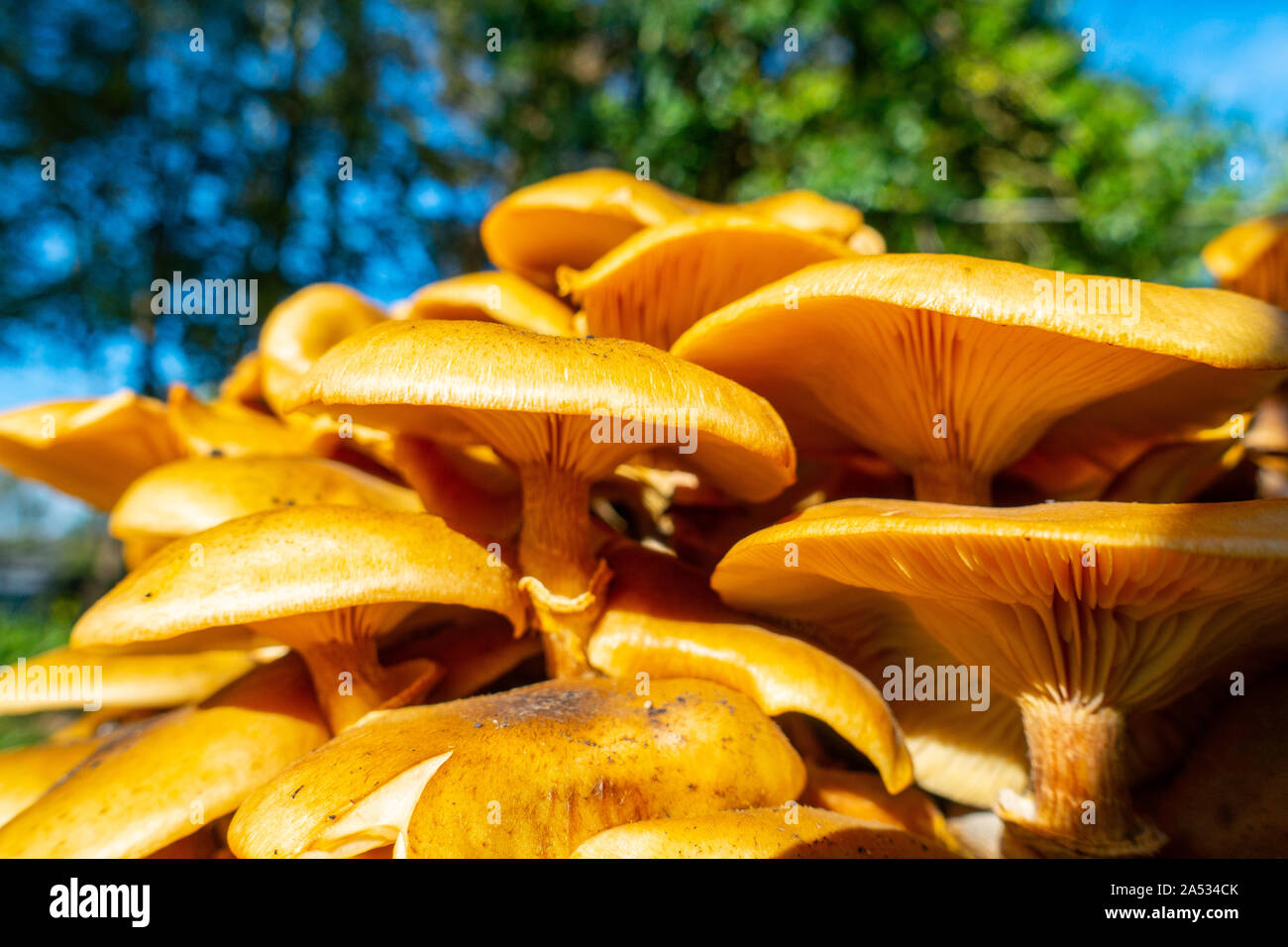 Armillaria mellea, miele fungo è un basidiomicete funghi visto qui su legno marcescente in UK Bosco in autunno Foto Stock