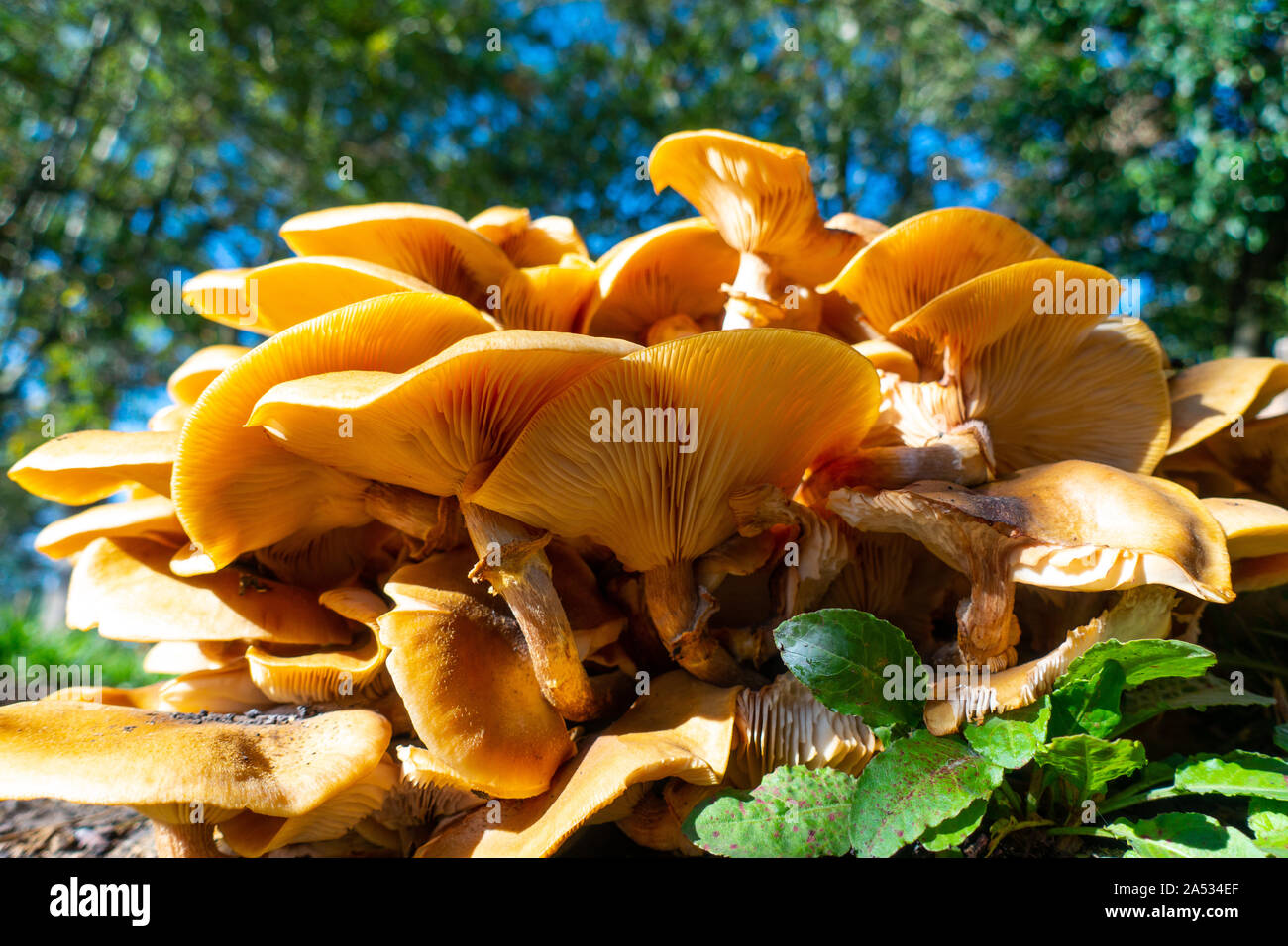 Armillaria mellea, miele fungo è un basidiomicete funghi visto qui su legno marcescente in UK Bosco in autunno Foto Stock