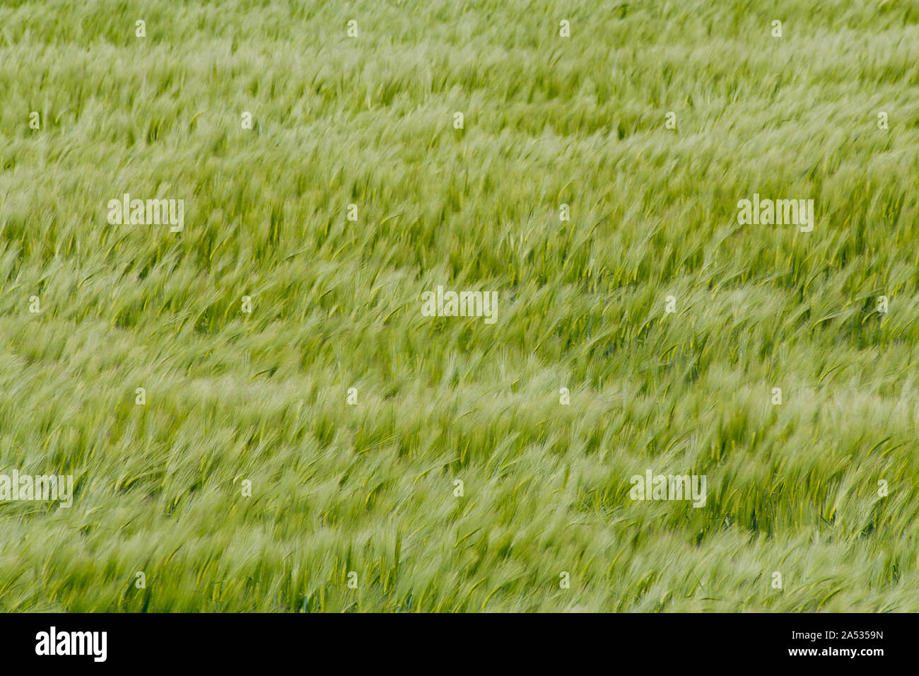 Campo di grano verde che si muovono nel vento Foto Stock