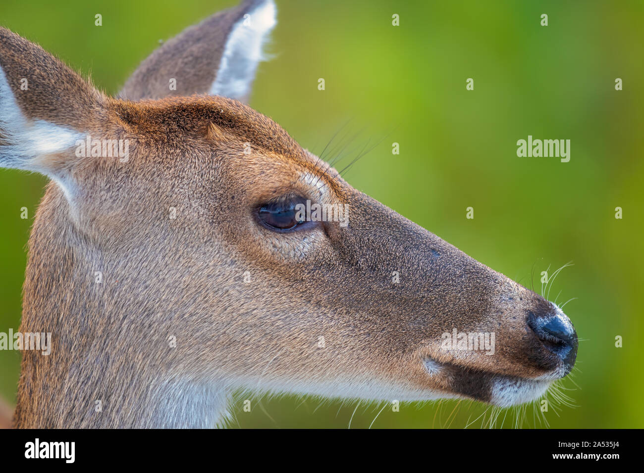 Rossi/cervi nel selvaggio a St. Andrews State Park, Panama City, Florida, Stati Uniti d'America. Nikon D850 @500mm Foto Stock