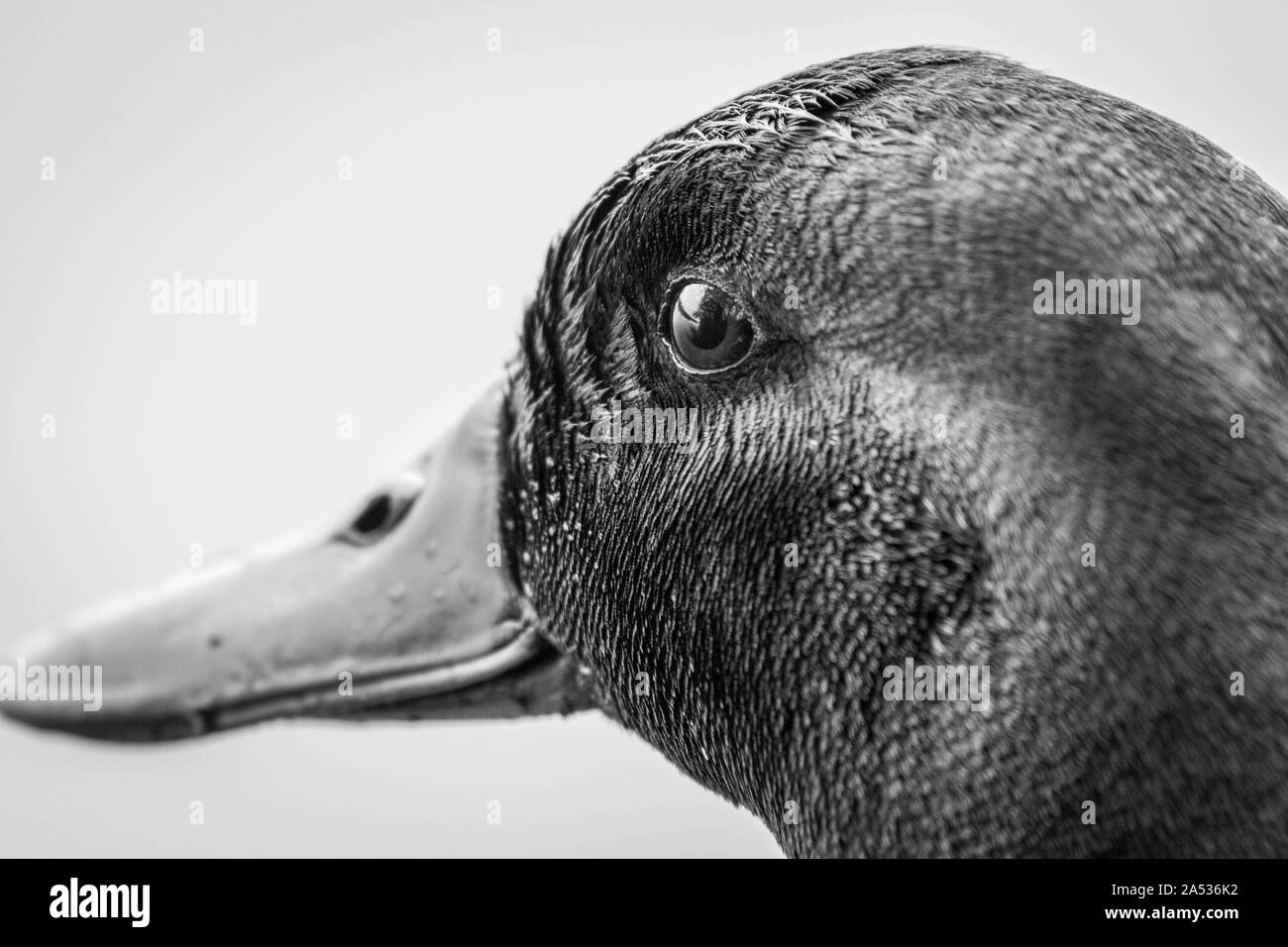 Ritratto di anatra un nero bianco. Focus sull'occhio Foto Stock