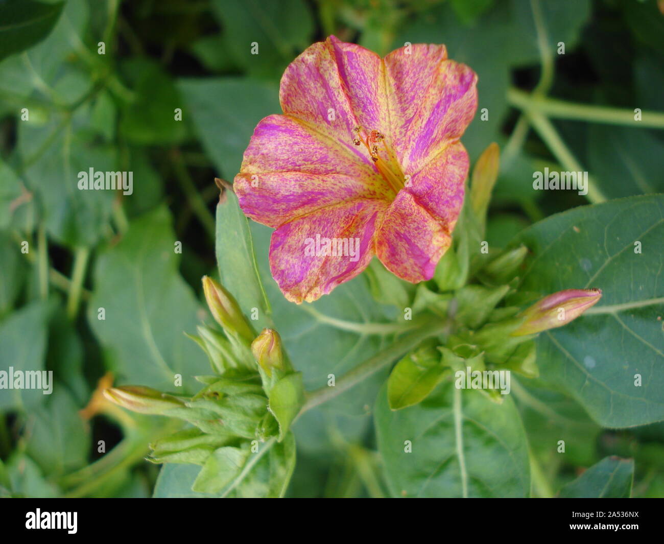 Fiore meraviglia del Perù, False Jalap, Mirabilis Jalapa, don Diego de noche. Foto Stock