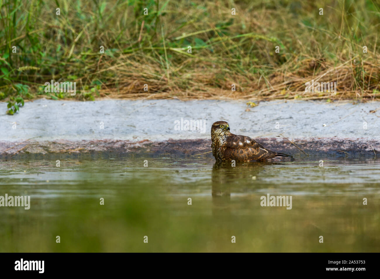 White eyed poiana è una di medie dimensioni hawk tenendo bagno e plaing in un waterhole durante la serata a safari jhalana riserva forestale, Jaipur, India Foto Stock