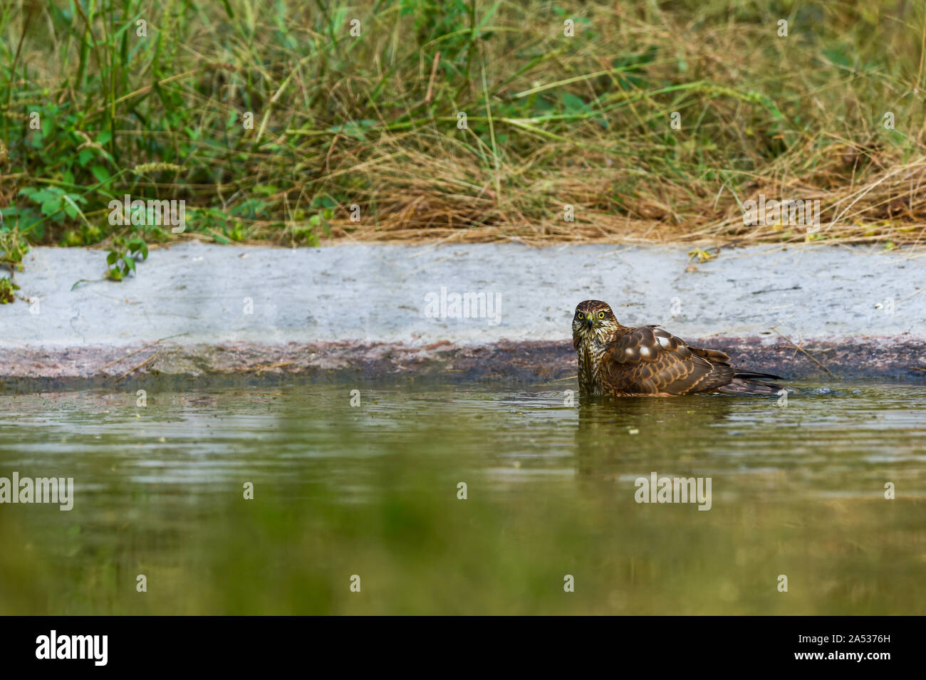 White eyed poiana è una di medie dimensioni hawk tenendo bagno e plaing in un waterhole durante la serata a safari jhalana riserva forestale, Jaipur, India Foto Stock