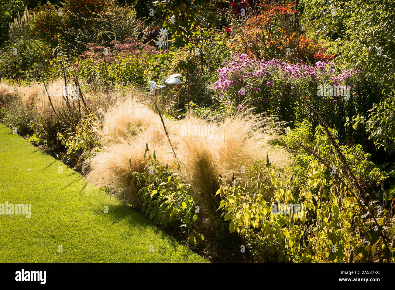 Mista confine erbacee che mostra Graminacee ornamentali al loro meglio a inizio autunno in un giardino Inglese UK Foto Stock