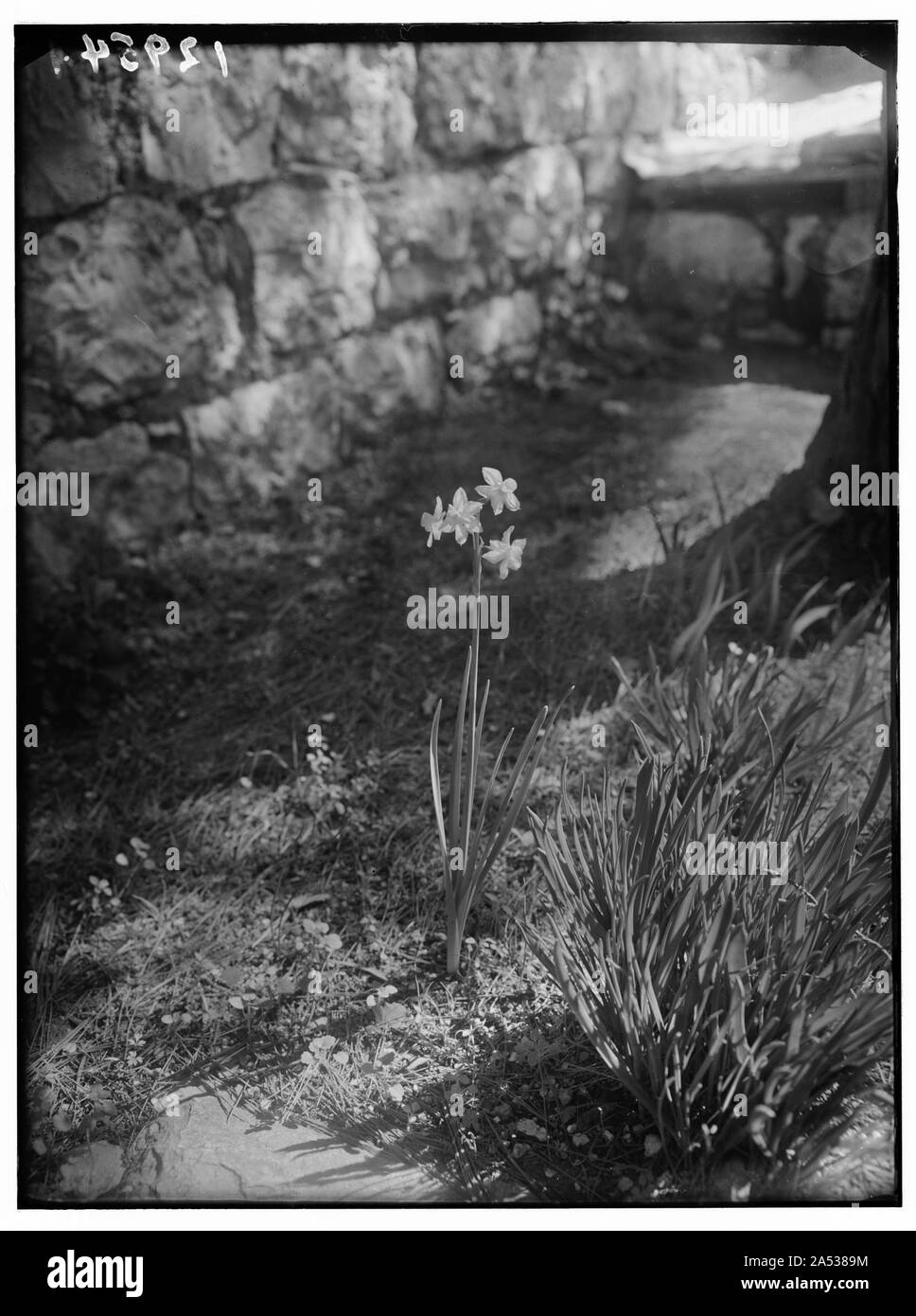 Due piastre di narsissus [cioè, narcisi] Foto Stock