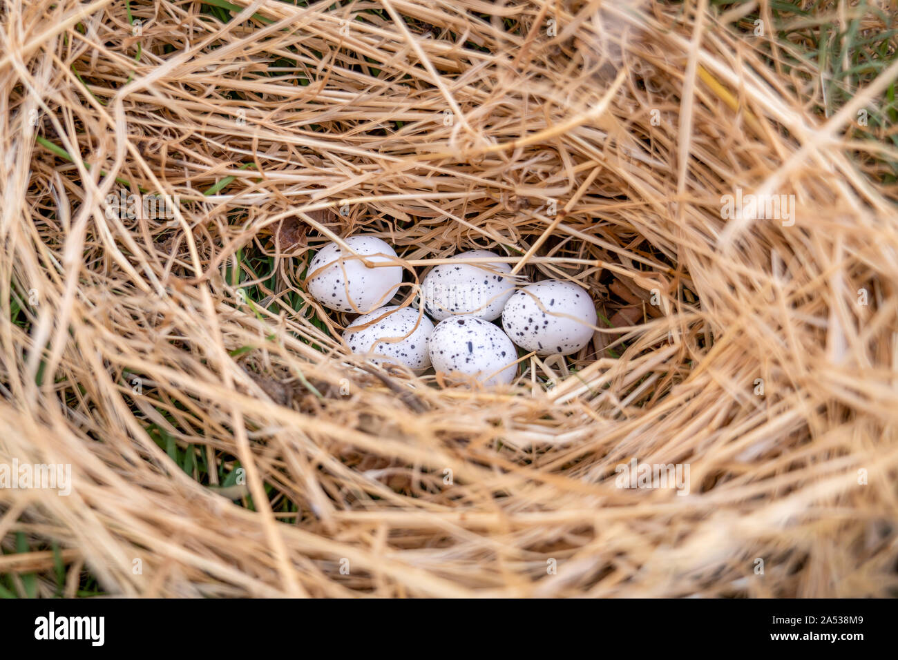 Nido di uccelli con uova nella splendida natura. Foto Stock