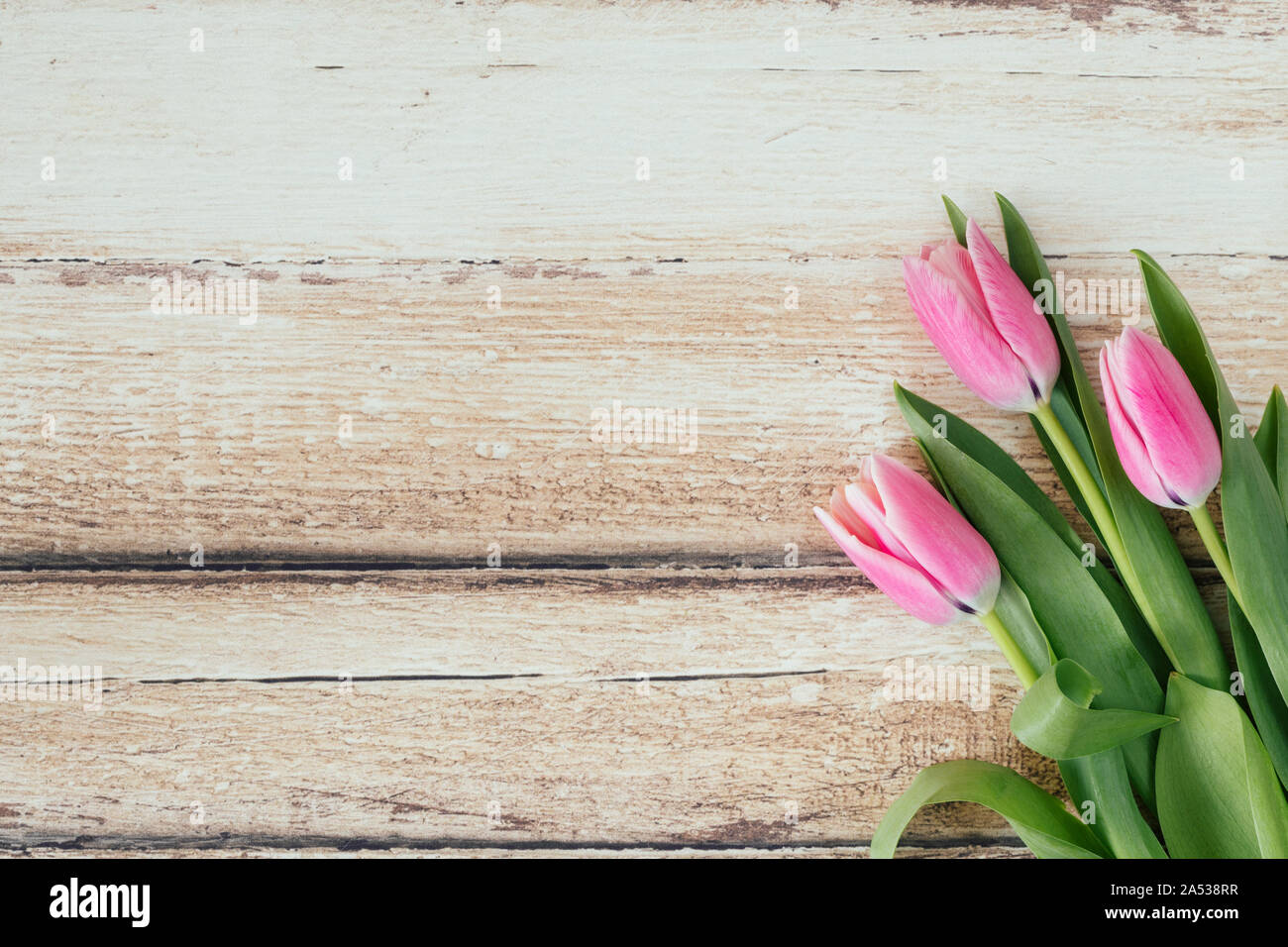 Tre bellissimi tulipani coricato piatto prospettiva laici visto da sopra. I fiori di colore rosa sono su un marrone chiaro tavola in legno rustico. Il grazioso molla f Foto Stock