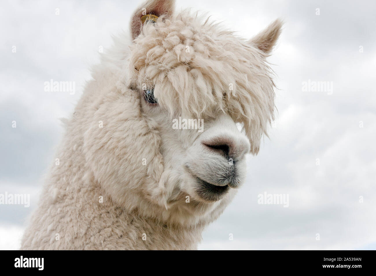 Alpaca, Vicugna pacos, singola testa di adulto contro sky Sussex, England, Regno Unito Foto Stock