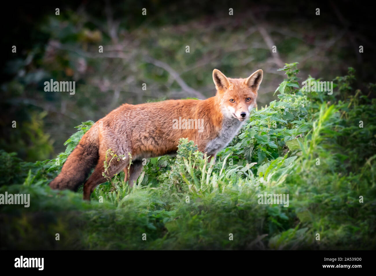 Fox vicino a un bosco Foto Stock