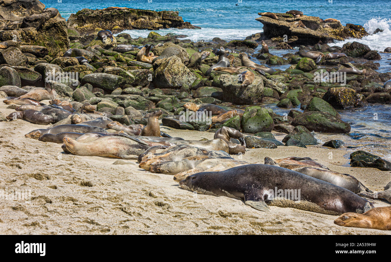 Un gruppo di California i leoni di mare ensoleillement stessi sulle rocce a La Jolla Cove a La Jolla, San Diego, Stati Uniti d'America in estate Foto Stock