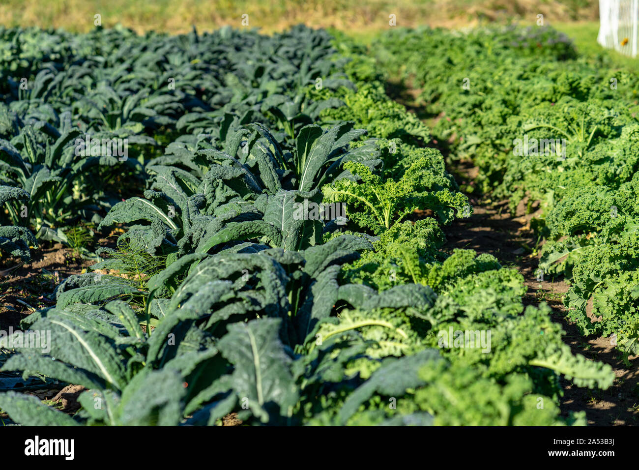Ci sono un sacco di italiani e ricci kale organico crescente presso la fattoria Foto Stock