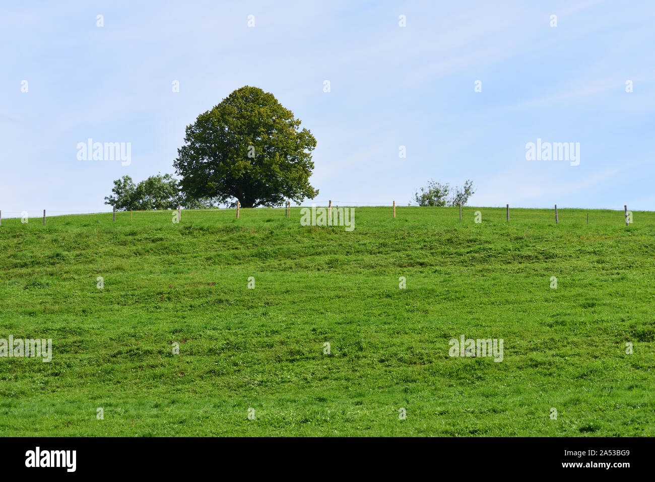 Sullo sfondo di un dolce paesaggio verde con un pascolo e un recinto verde con albero a foglie decidue nella parte anteriore del cielo blu in estate Foto Stock