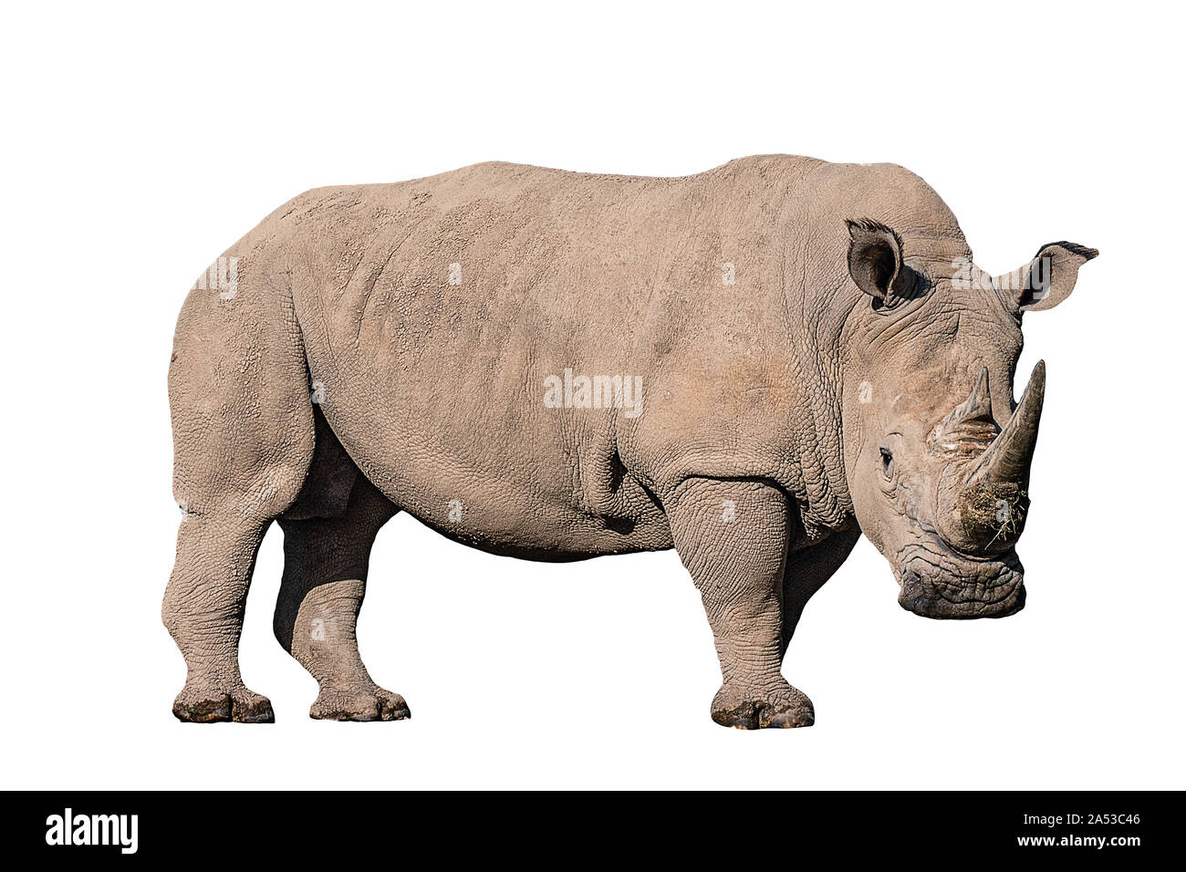 Sud del rinoceronte bianco su sfondo bianco Foto Stock