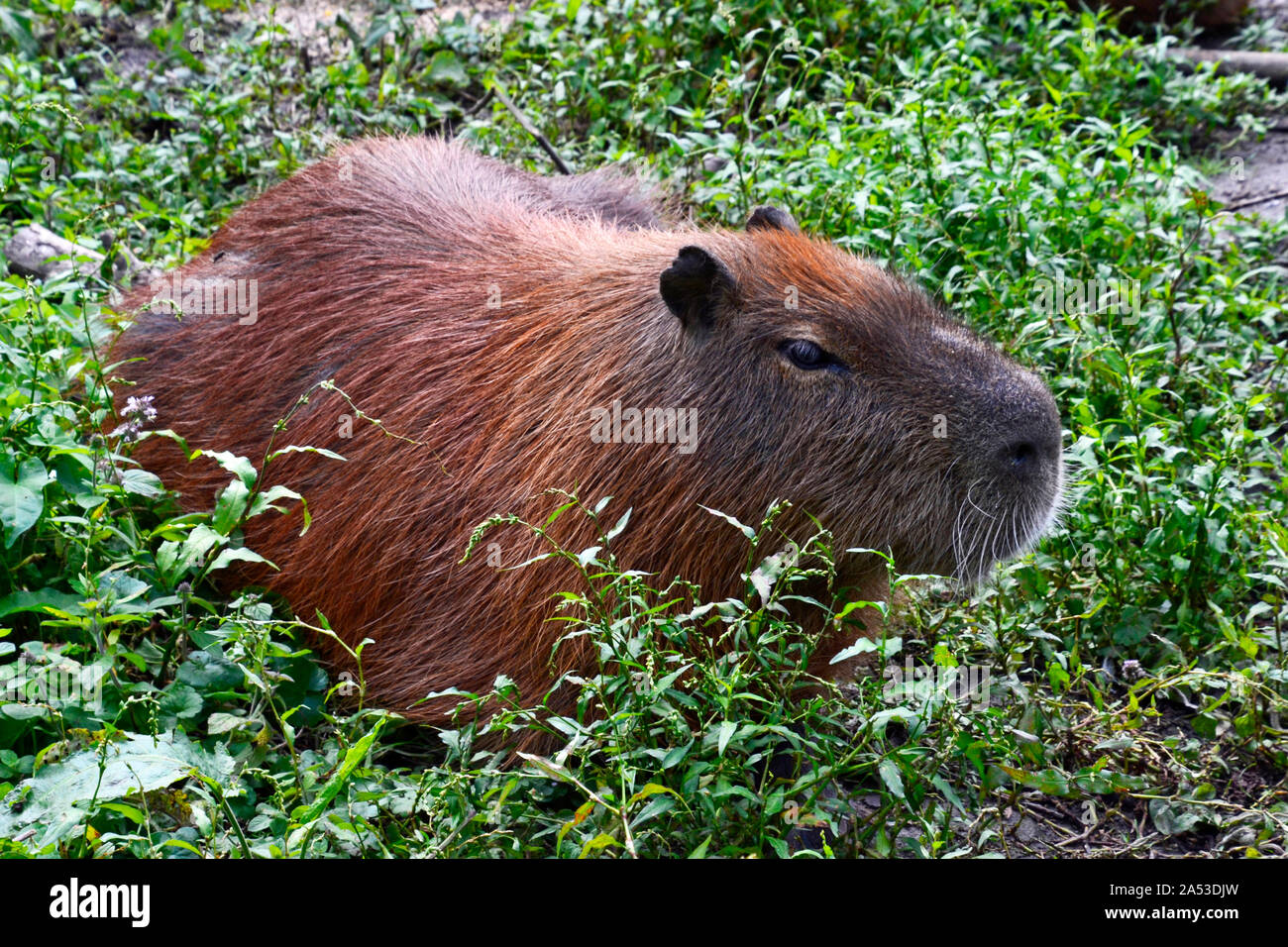 Capibara su Jimmy's Farm e Wildlife Park, Pannington Hall Lane, Ipswich, Regno Unito Foto Stock