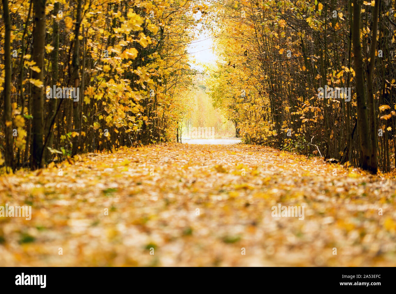 Foglie di giallo sparsi sulla strada forestale andando a distanza Foto Stock