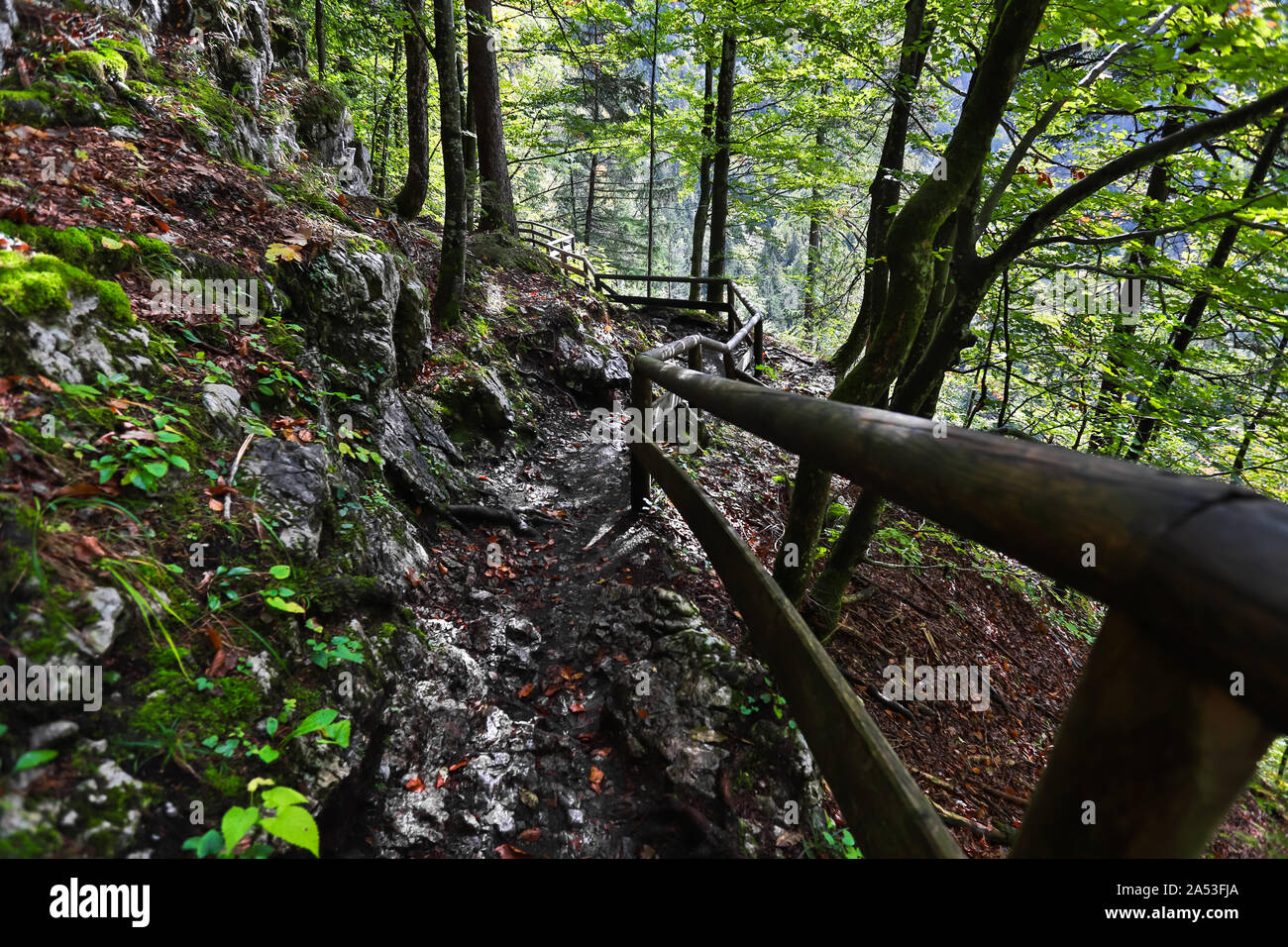 Sentiero escursionistico in una foresta di montagna Foto Stock