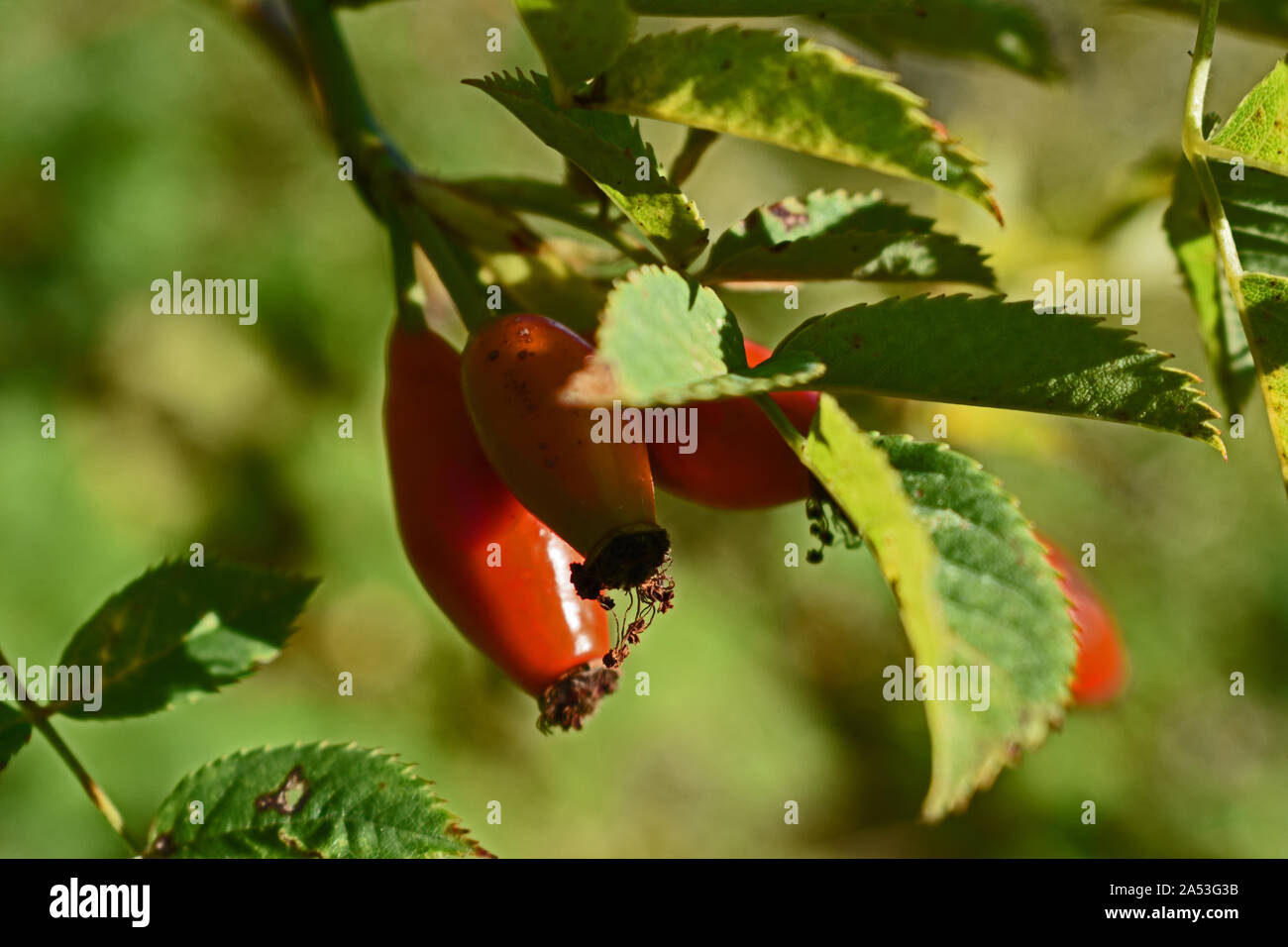 WIld rose Frutta Foto Stock