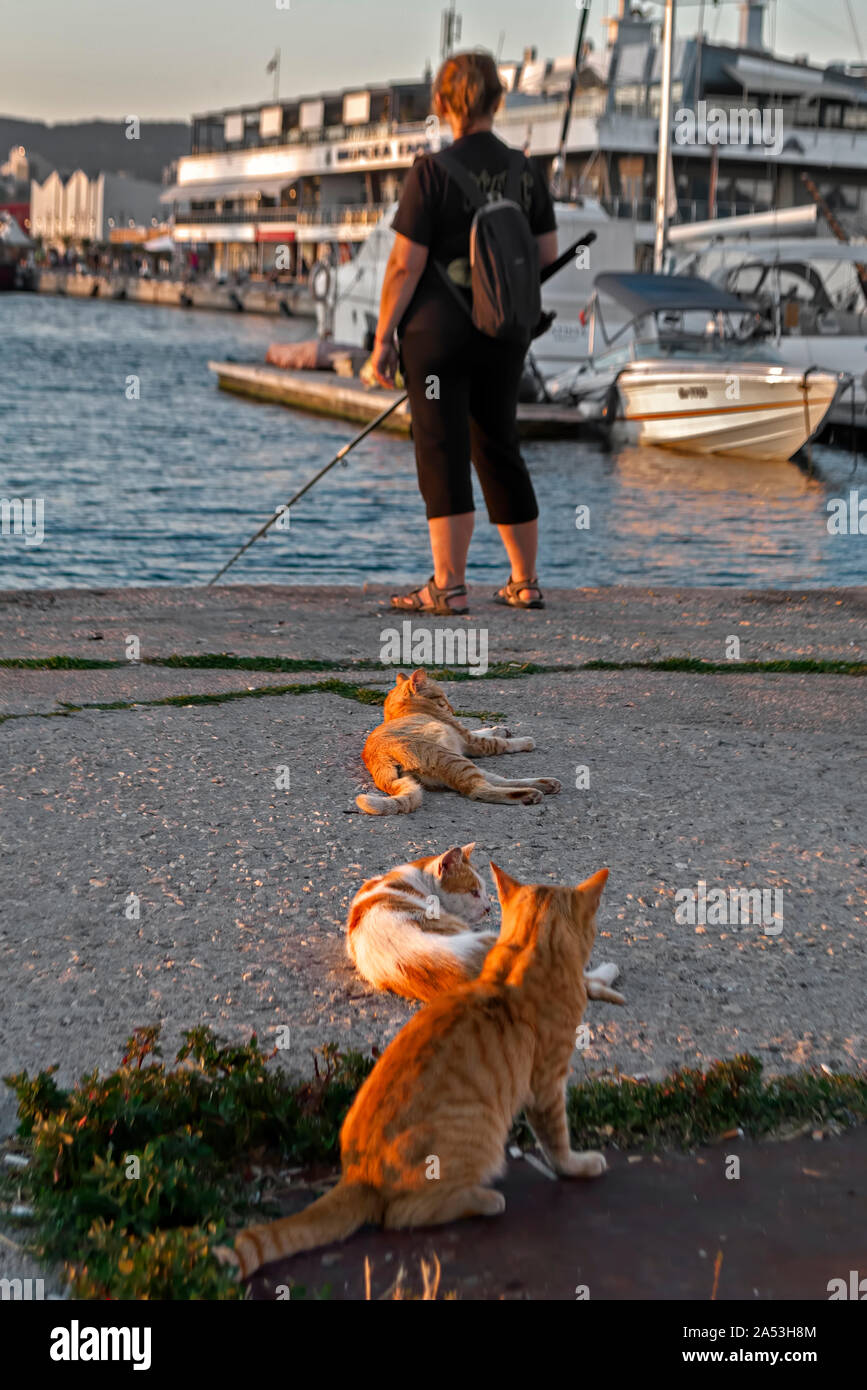 Gatti attendere il loro turno per essere alimentati;Porto di Varna in Bulgaria; Foto Stock