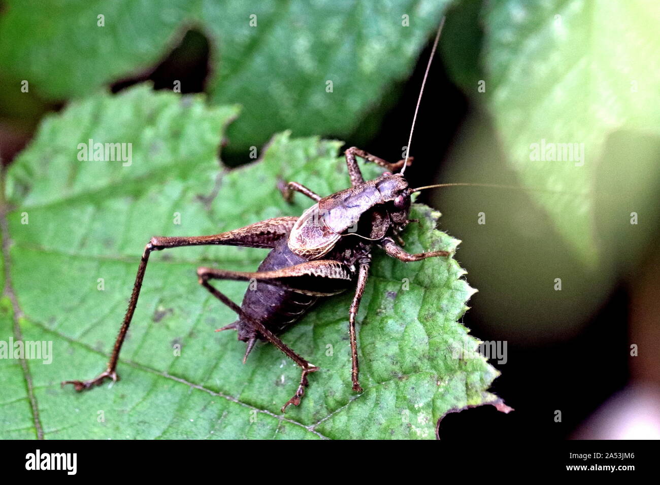 Dark Bush Cricket, non un grasshopper! Foto Stock