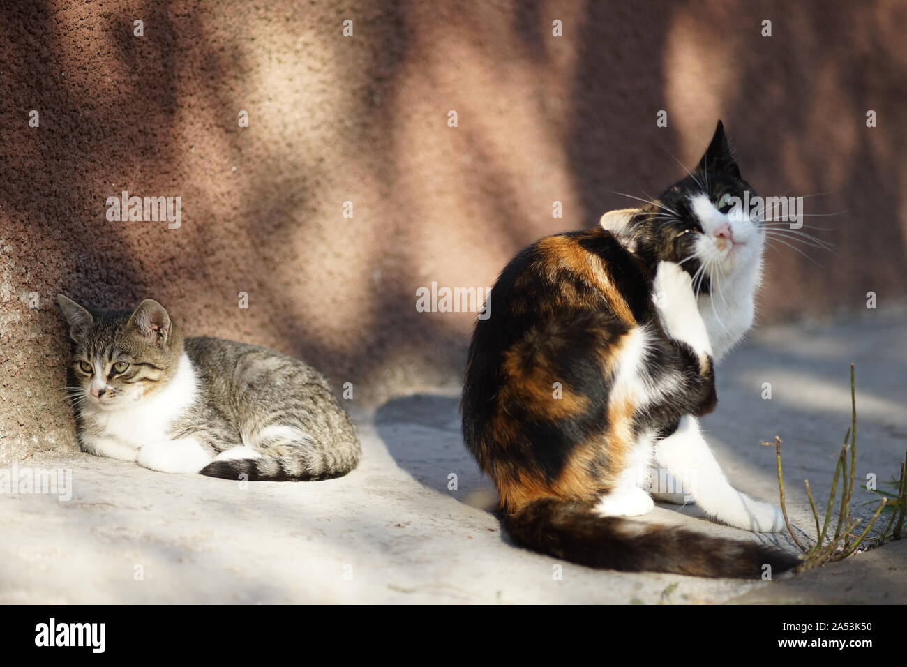 Gatto paw graffi dietro l'orecchio. Le pulci e zecche in animali domestici. Kitty siede nel cortile, un gattino giace contro il muro. Foto Stock