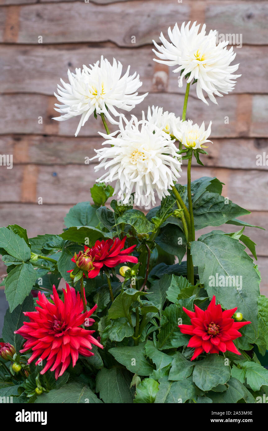 Gruppo di bianca Playa Blanca cactus fiori dahlia con red dalie pigmeo Rosso davanti a loro tuberose piante che sono caduche e metà hardy Foto Stock