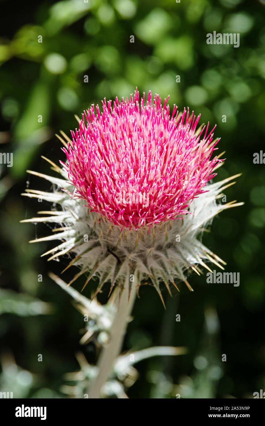 Rosa viola fiore di cardo con profondità di campo Foto Stock