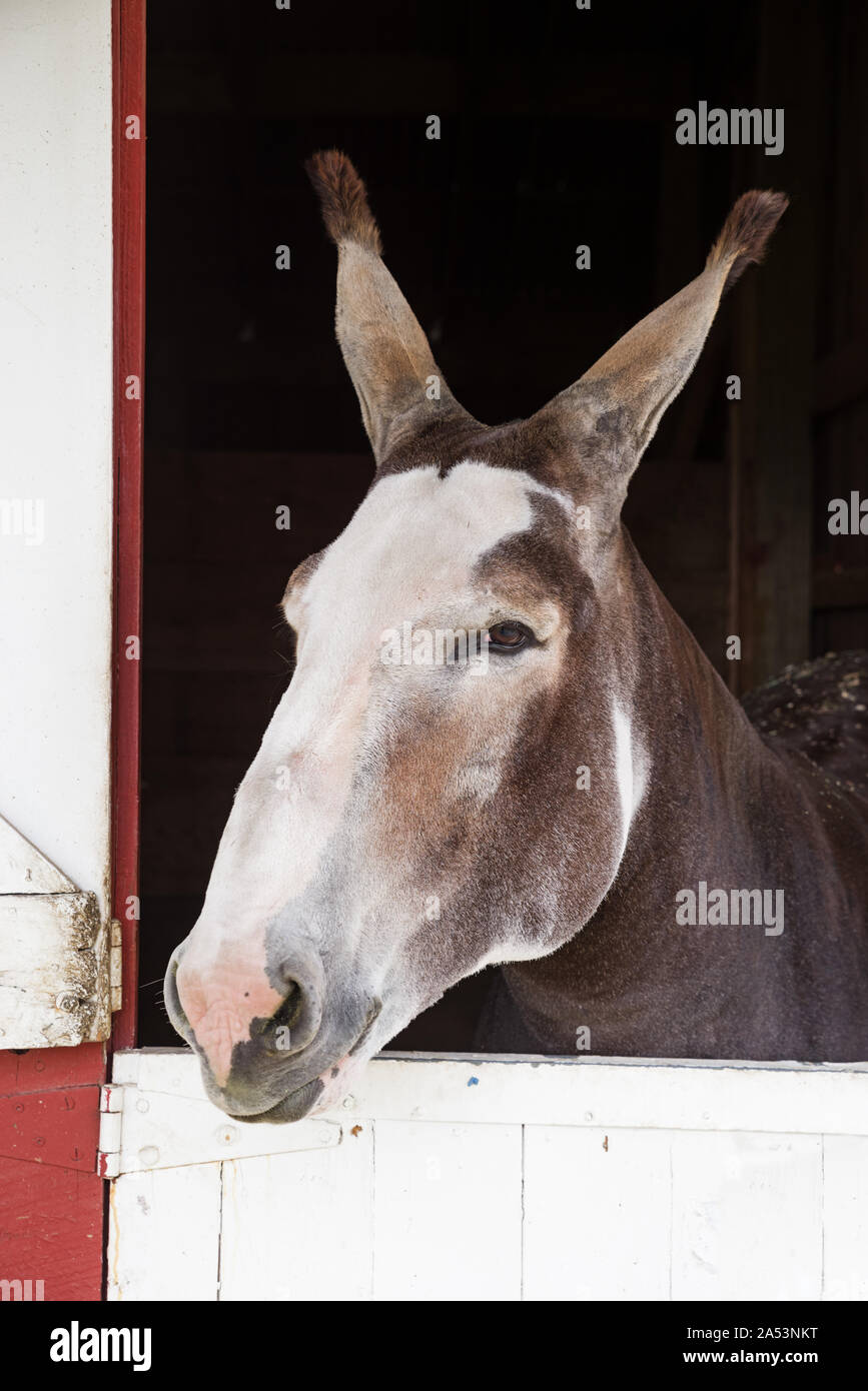 Grigio e bianco mulo bloccata la sua testa fuori di un fienile porta Foto Stock