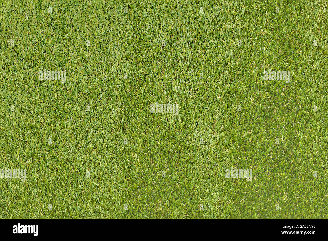 Foto di dettagliate piastrellabile erba verde Texture Foto Stock