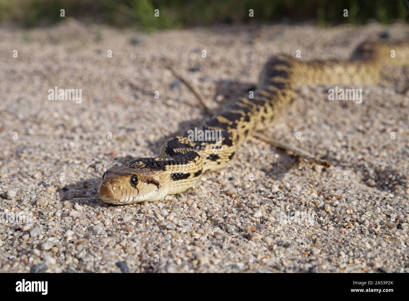 Testa sulla vista di un serpente gopher o Pituophis catenifer sulla sabbia Foto Stock