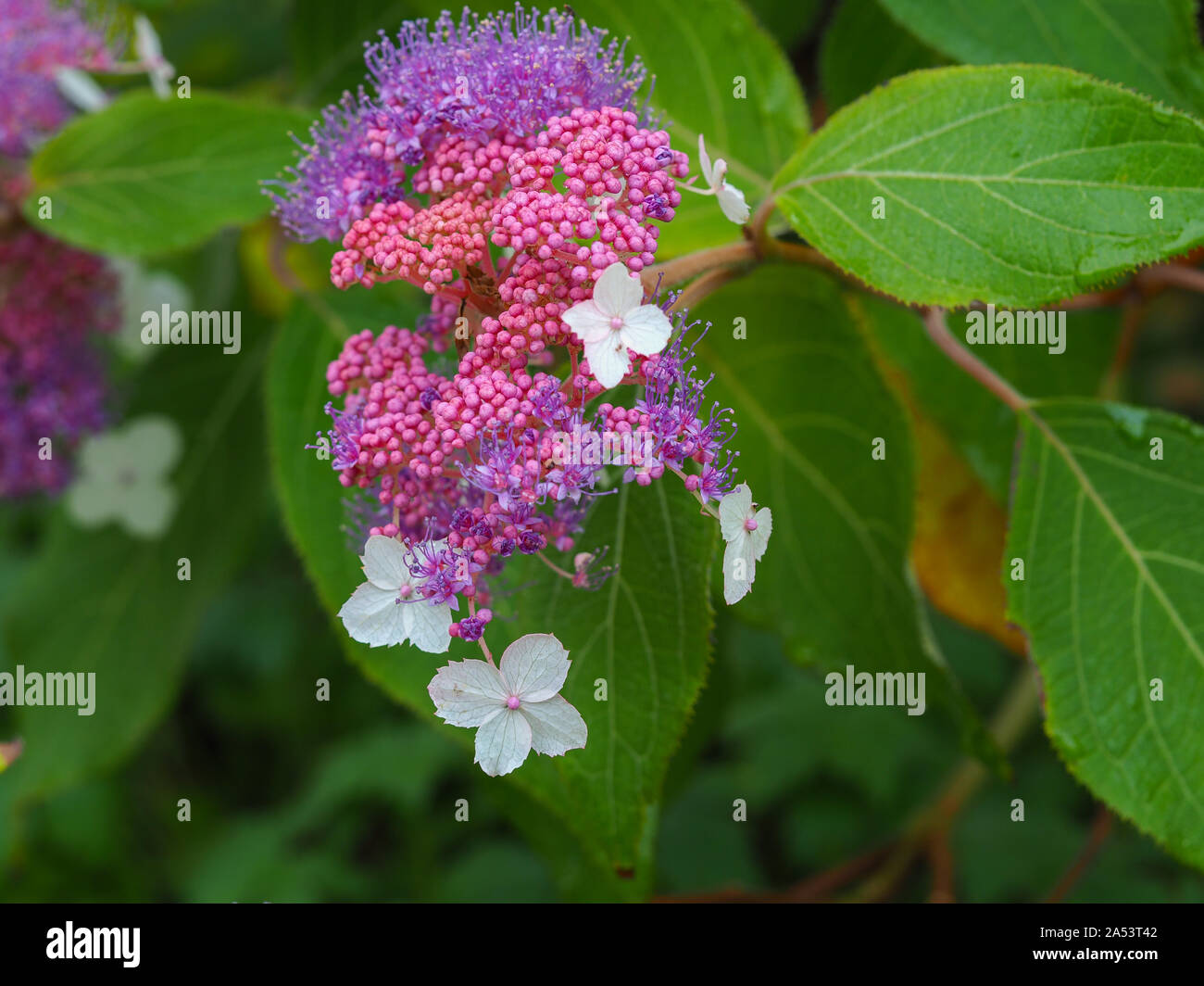 Bella lavanda e bianco fiori e boccioli di rosa di Hydrangea aspera 'Rocklon' fioritura in un giardino Foto Stock