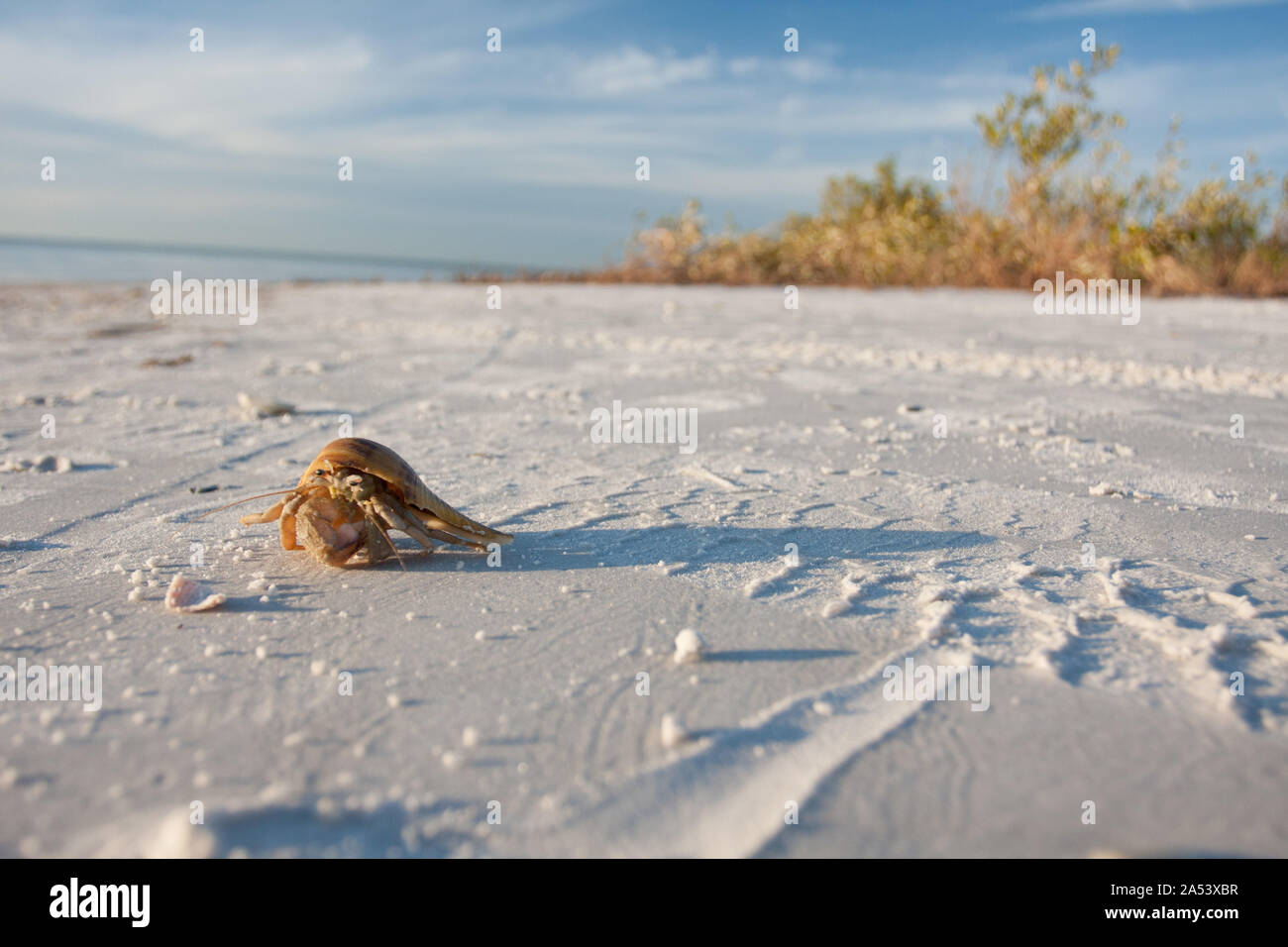 Lone crab su un vuoto di spiaggia di sabbia bianca sulla costa del Golfo della Florida. Foto Stock